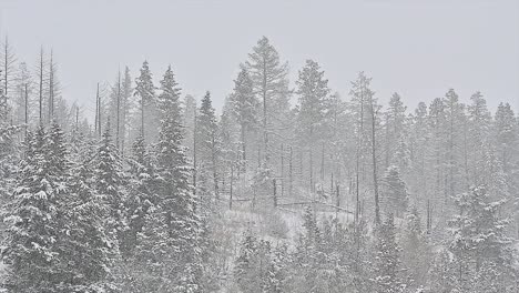 a slow zoom out of snow-covered spruce trees during a snowstorm