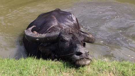 el búfalo se sumerge y emerge en el agua