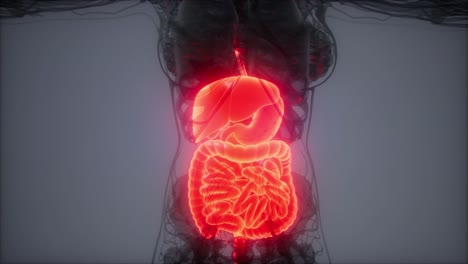 ilustración 3d de las partes y funciones del sistema digestivo humano