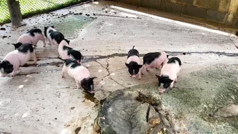 playful mini pigs roam in a zoo enclosure