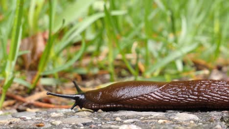 Eine-Braune-Schnecke-Schleicht-Von-Rechts-über-Eine-Schotterpiste-Und-Verlässt-Diese-Auf-Der-Linken-Seite,-Makroaufnahme,-Extrem-Schnell,-Zeitrafferaufnahme