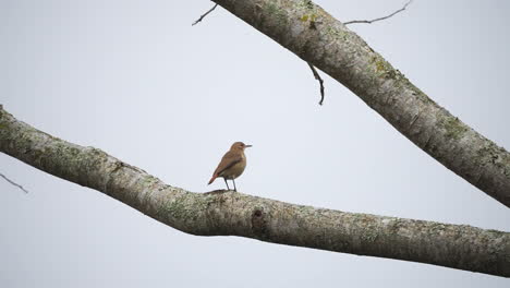 Un-Pájaro-Hermoso-Y-Exótico-Se-Posa-Con-Gracia-En-Una-Rama-Antes-De-Lanzarse-Al-Vuelo