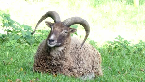 brown horned male mountain ram sitting relaxing on green grass in sunlight