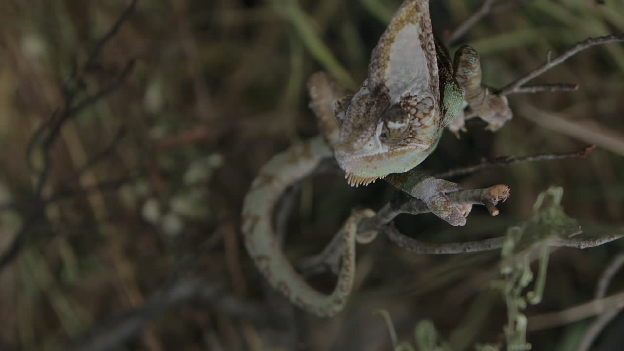 camaleón alimentándose en cautiverio con manejadores en cámara lenta