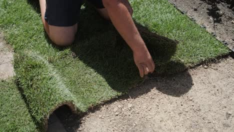 man laying sod grass in backyard garden for lawn installation and landscaping project, focused on home improvement and outdoor maintenance for a fresh, green lawn in a residential yard