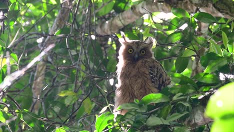 Die-Buffy-Fish-Owl-Ist-Eine-Große-Eule-Und-Doch-Die-Kleinste-Unter-Den-Vier-Fischeulen