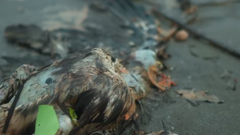 Eine-Nahaufnahme-Eines-Vogelkadavers,-Der-Am-Strand-Liegt,-Was-Auf-Auswirkungen-Auf-Die-Umwelt-Schließen-Lässt