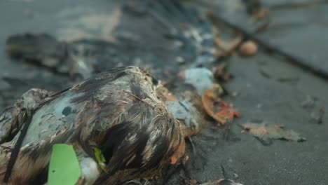 a close-up view of a bird cadaver lying on the beach suggesting environmental impact