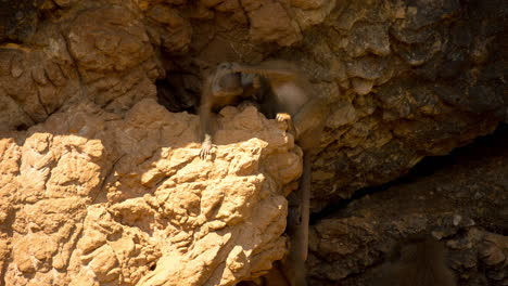 Baboons-in-nature-setting