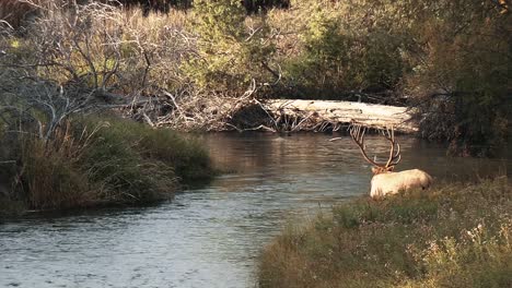 a large elk buck is at the right edge of a small river national bison range montana b roll