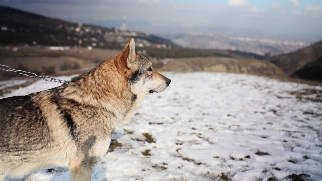Dog in a snowy mountain landscape