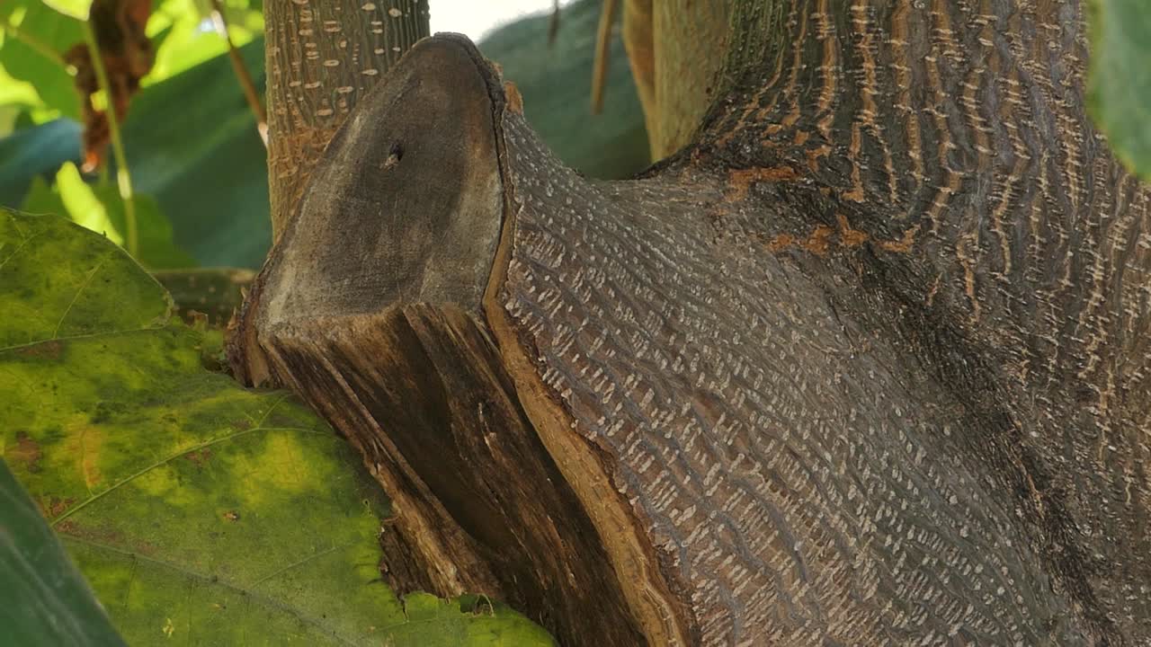 paulownia tomentosa, árbol de energía de crecimiento rápido