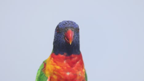 vibrant parrot moving and observing surroundings