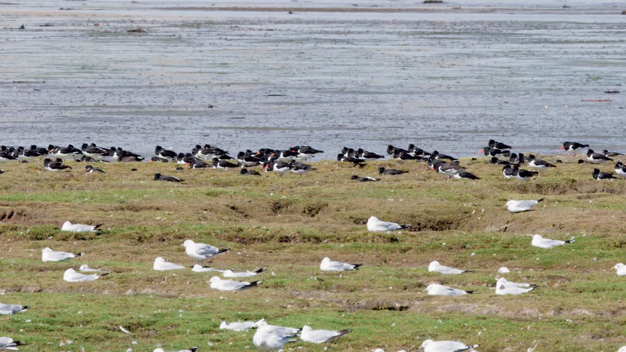 Large flocks of oystercatchers and gulls gather on grassy tidal flats under bright daylight