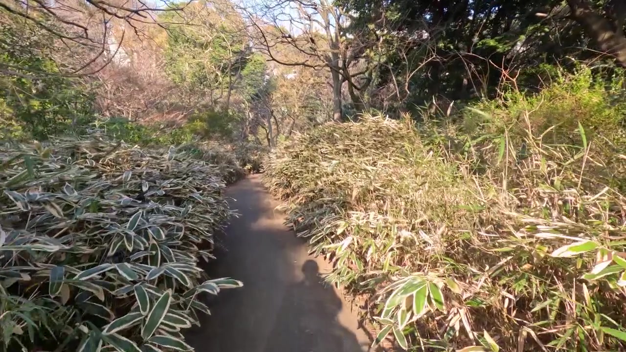 Camminando lungo un sentiero stretto attraverso una foresta lussureggiante.