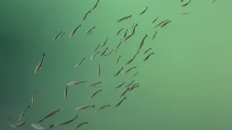 school of fish swimming in clear greenish waters near heraklion crete greece