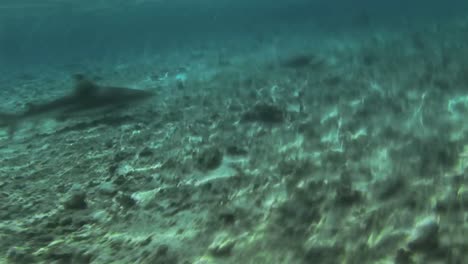 under water stock footage