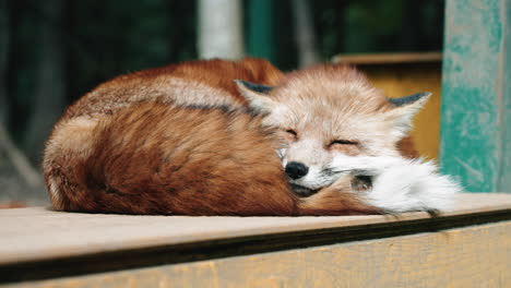 furry red fox curled up and sleeping at the zao fox village, miyagi, japan - close up