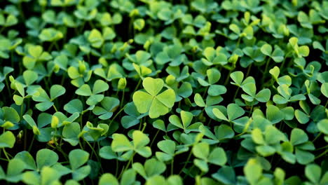 a four-leaf clover among many green plants