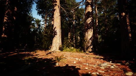 Secuoyas-Secuoyas-En-El-Bosque-Del-Parque-Nacional-De-Secuoyas