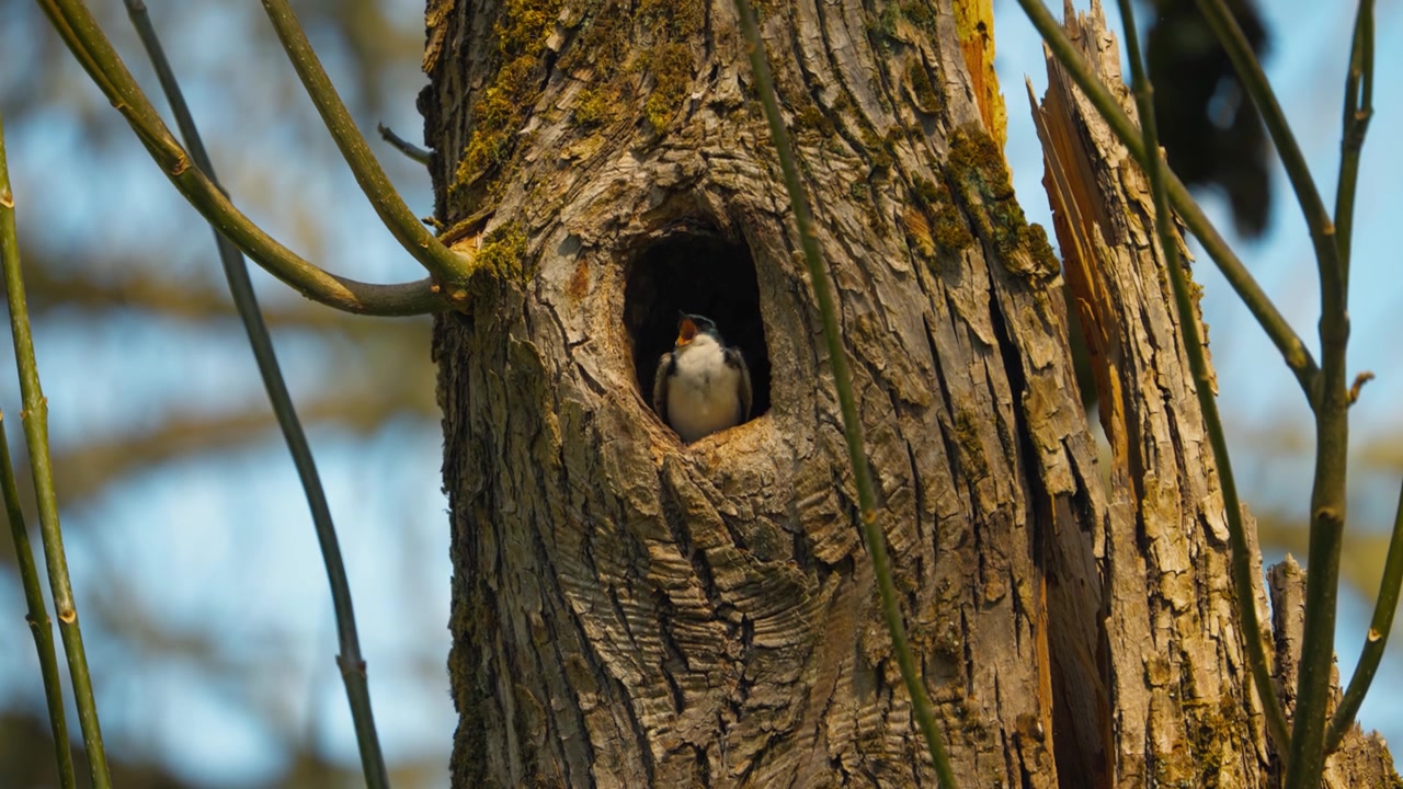 Tree swallow resting inside a hollow tree cavity at Ridgefield National Wildlife Refuge