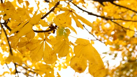 yellow chestnut leaves on a branch swaying in the wind under the autumn sky