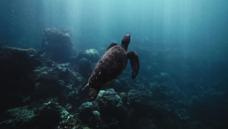 sea turtle in coral reef