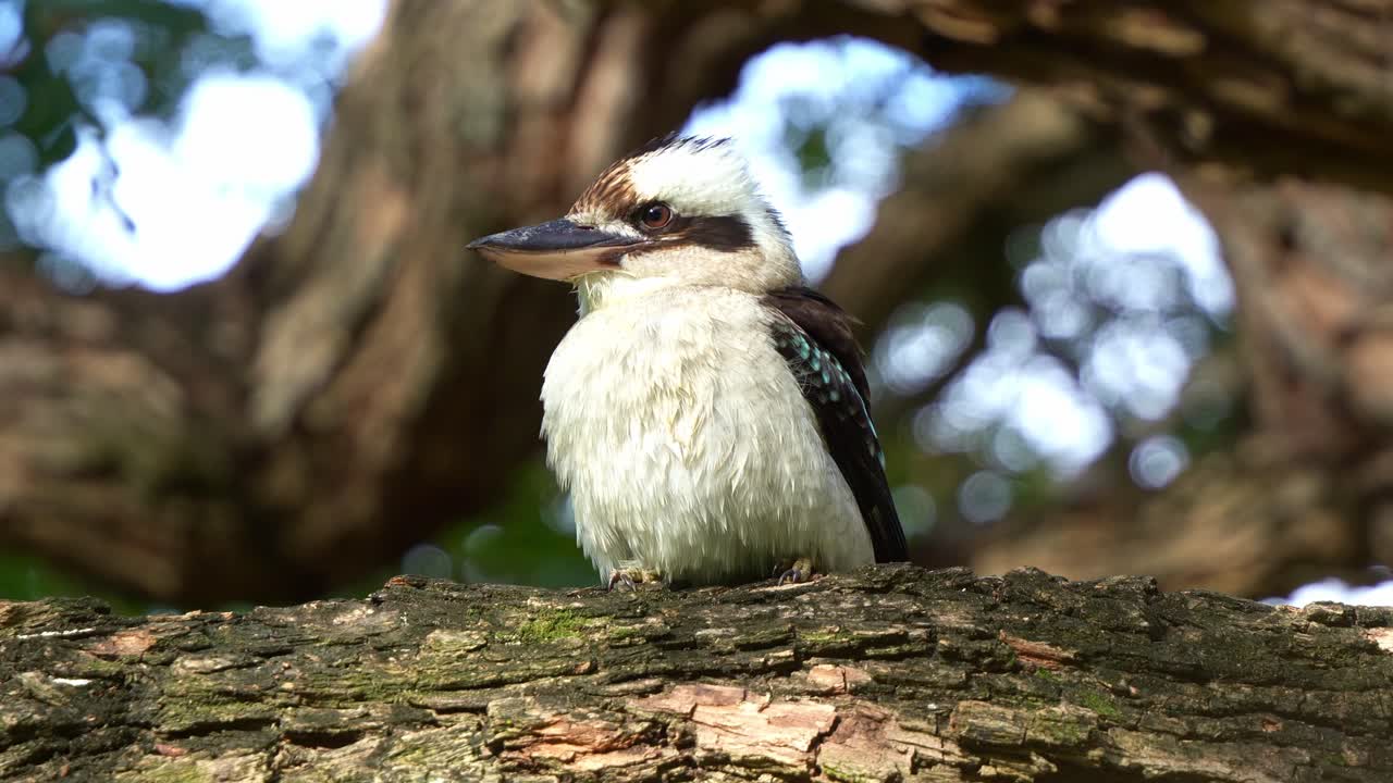 야생 웃는 쿠카부라 (dacelo novaeguineae) 는 나무에 앉아 있으며, 수염을 가지에 고 을 청소하고 정리합니다.