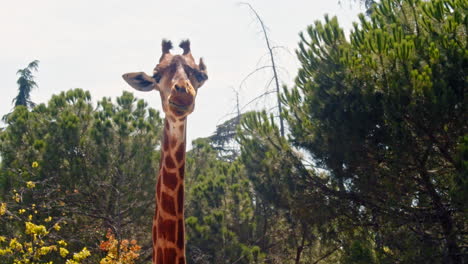 Close-Up-Portrait-of-Wild-African-Giraffe-Chewing-and-Starting-in-Camera