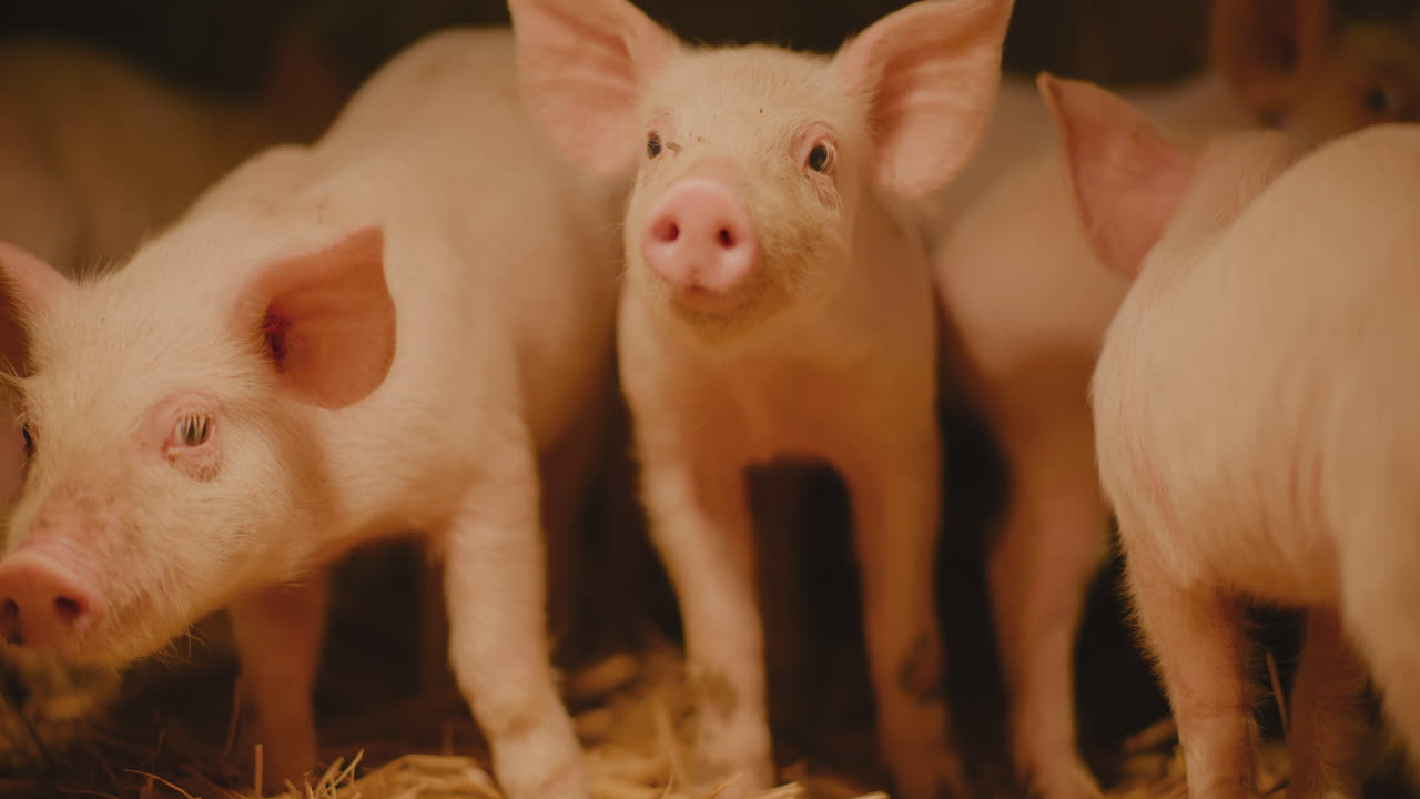 농장 창고에 있는 돼지 새끼