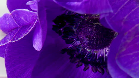 close-up of a purple anemone flower