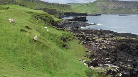 weiße schafe auf einem hügel mit felsiger küste auf der insel skye in schottland, großbritannien mit ozean