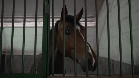 brown horse peering through green metal bars in a stable, close-up view