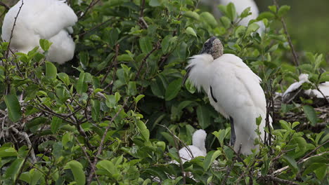 cigüeña de madera en el nido con un pollito