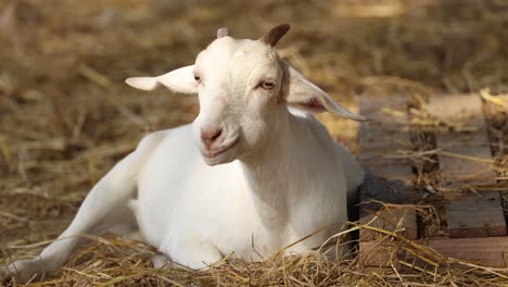 a goat sits and chews calmly on hay.