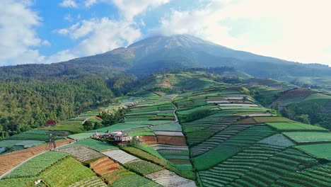 a plantation on the mountainside of mount sumbing, near the village of sukomakmur, indonesia.