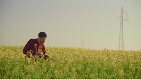 farmer inspecting canola field with rural scenery