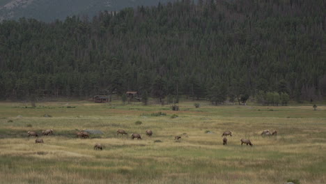 heard of elk in field