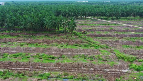 vista aérea, sobrevuelo inverso de drones de grandes hectáreas de plantaciones de palmeras oleaginosas a lo largo de la carretera, toma conceptual de la deforestación para el aceite de palma, pérdida de hábitat y preocupaciones ambientales y de sostenibilidad