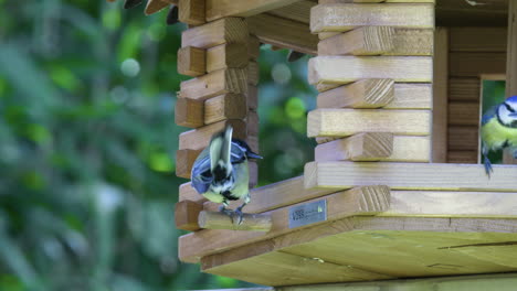 Eine-Kohlmeise,-Die-An-Einem-Vogelhäuschen-Frisst