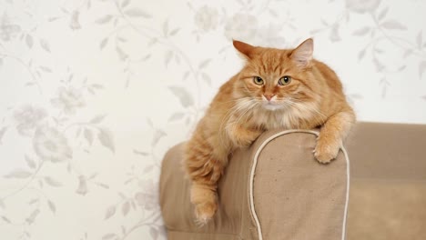 un lindo gato rojo tendido en el brazo del sofá. una mascota esponjosa protagonizada por la cámara. un fondo acogedor en el hogar