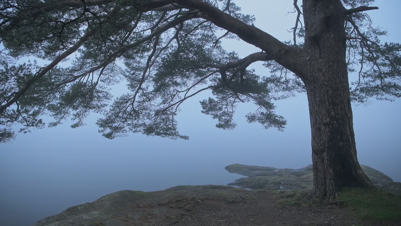 The Still Waters Of Loch Lomond With A Big Tree On The Coast Located In Loch Lomond And Trossachs National Park. -wide shot