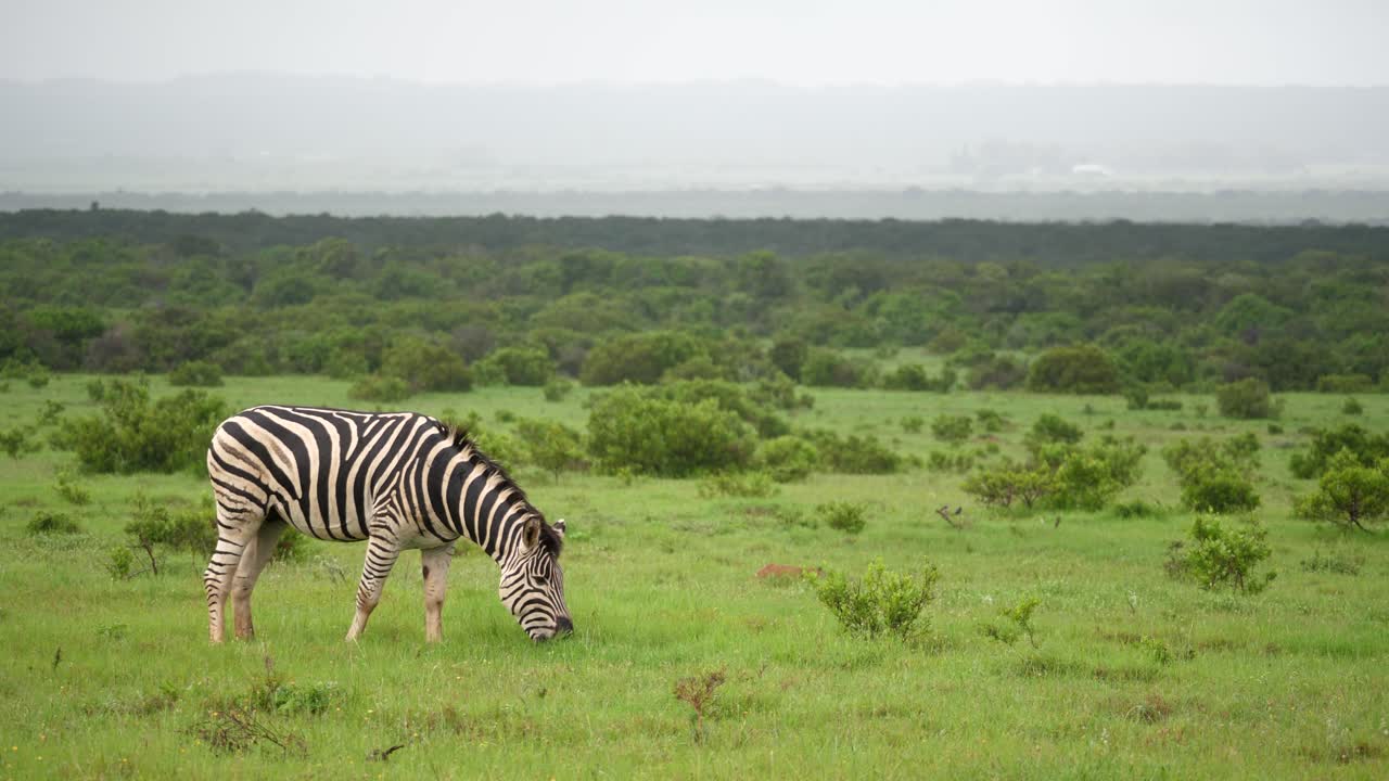 Zebra solitaria mangia erba verde vivido dopo la pioggia nella savana africana.