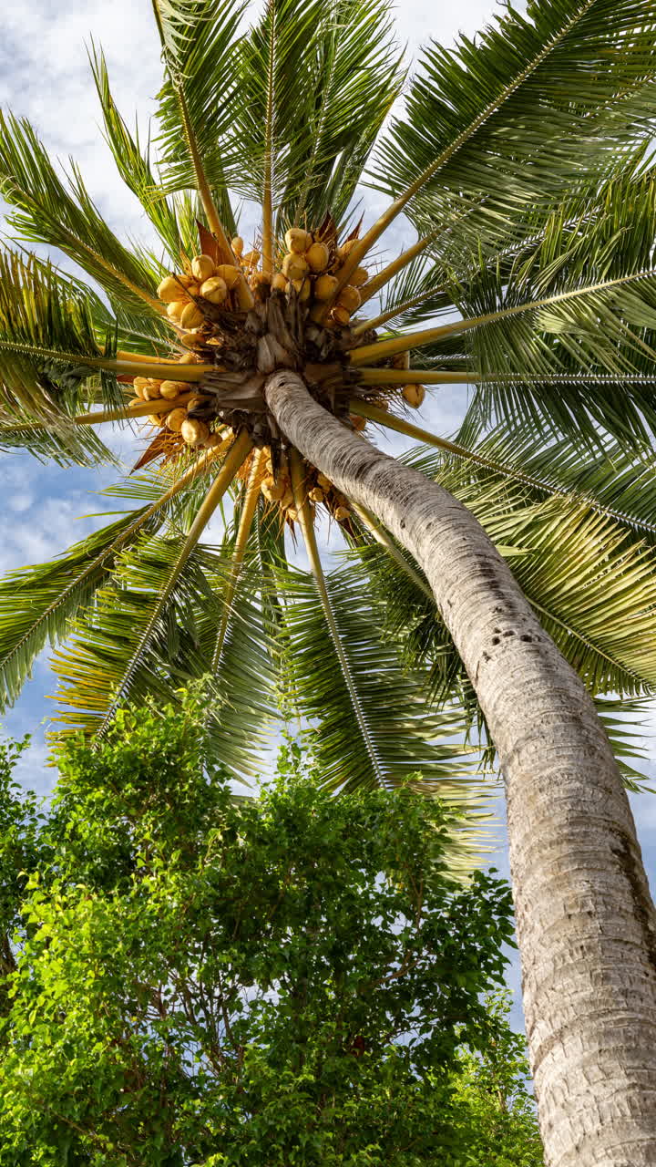palm trees and tropical rainforest in vertical