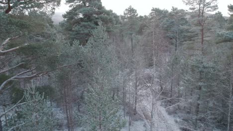 Luftaufnahmen-Von-Drohnen,-Die-Im-Winter-In-Den-Schneebedeckten-Baldachin-Eines-Schottischen-Kiefern--Und-Silberbirkenwaldes-Mit-Berghintergrund-Fliegen,-Cairngorms-Nationalpark,-Schottland