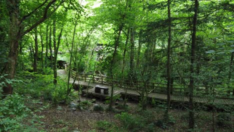 wooden boardwalk platform through peaceful protected red squirrel woodland forest trail