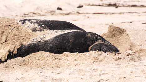 Southern-Elephant-Seal-digs-into-beach-sand-during-annual-molt,-telephoto