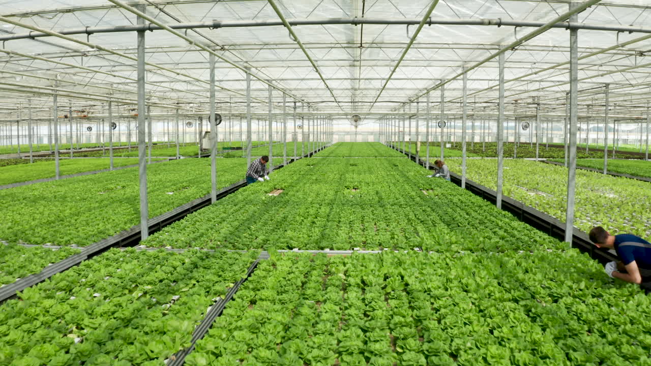 Indoor Greenhouse Farming