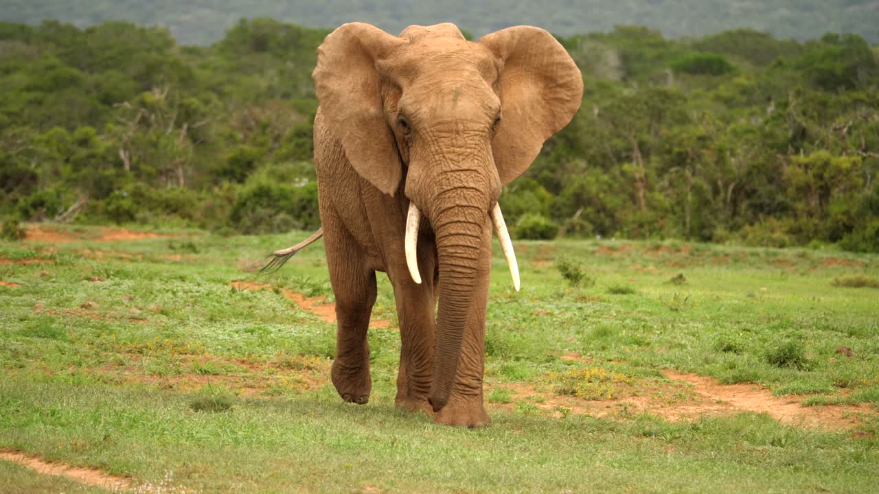 Carefree Elephant Walking Towards Camera Swinging Its Trunk Free Stock Video  Footage Download Clips