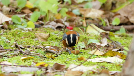 variado pájaro tit picoteando bellota en el suelo del bosque de otoño